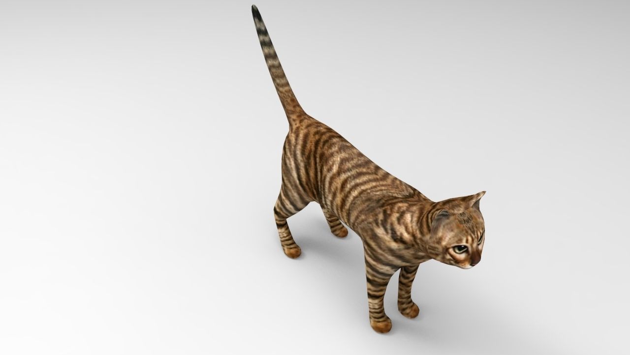 3d Cat wild low poly model Low-poly 3D model_11