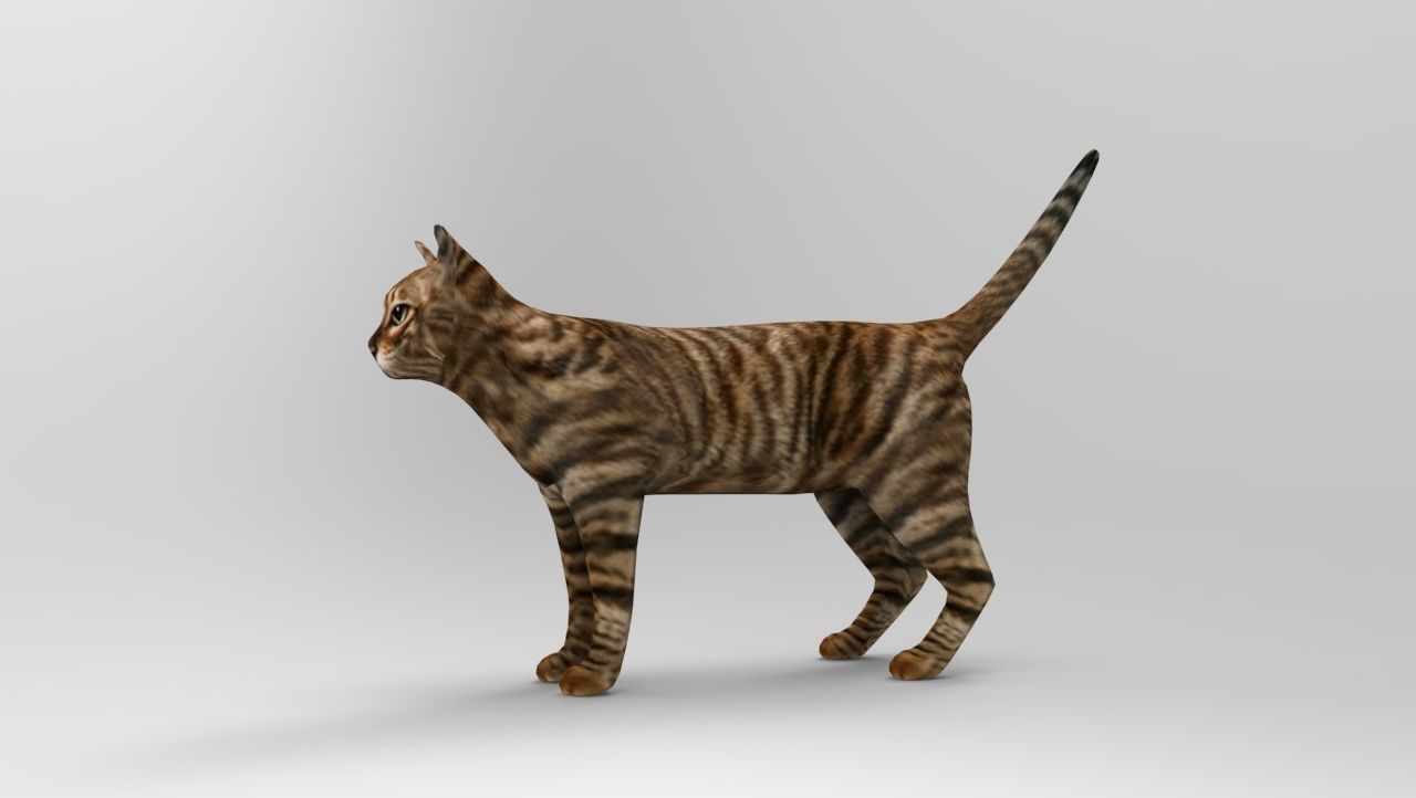 3d Cat wild low poly model Low-poly 3D model_14