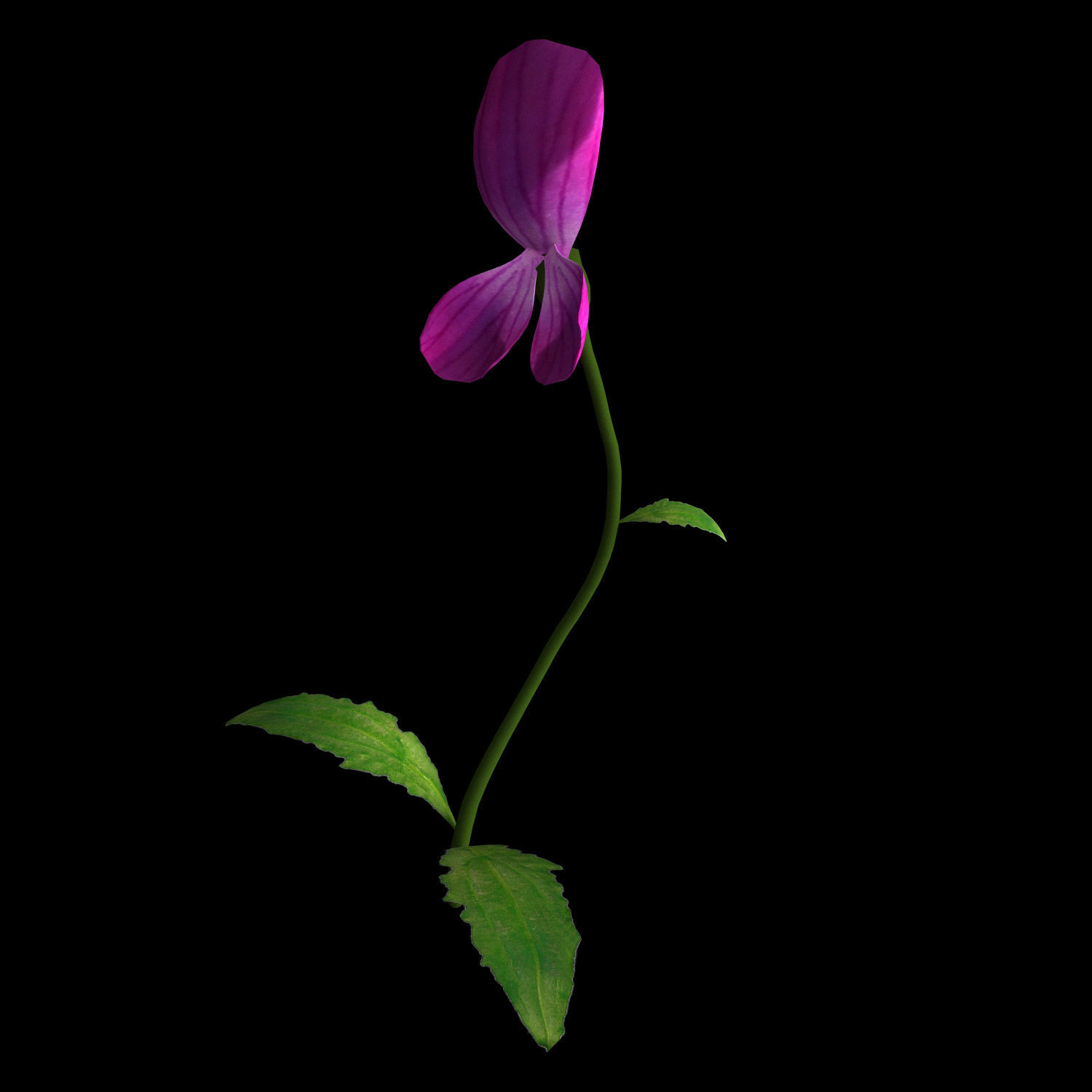 ANIMATED FLOWERS COLLECTION 3D model_52