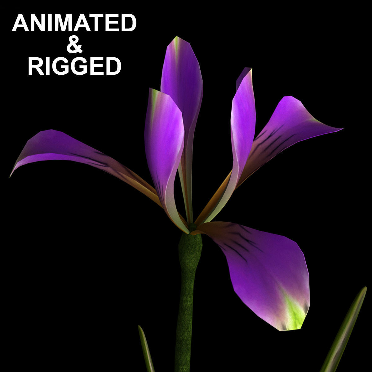 ANIMATED FLOWERS COLLECTION 3D model_9