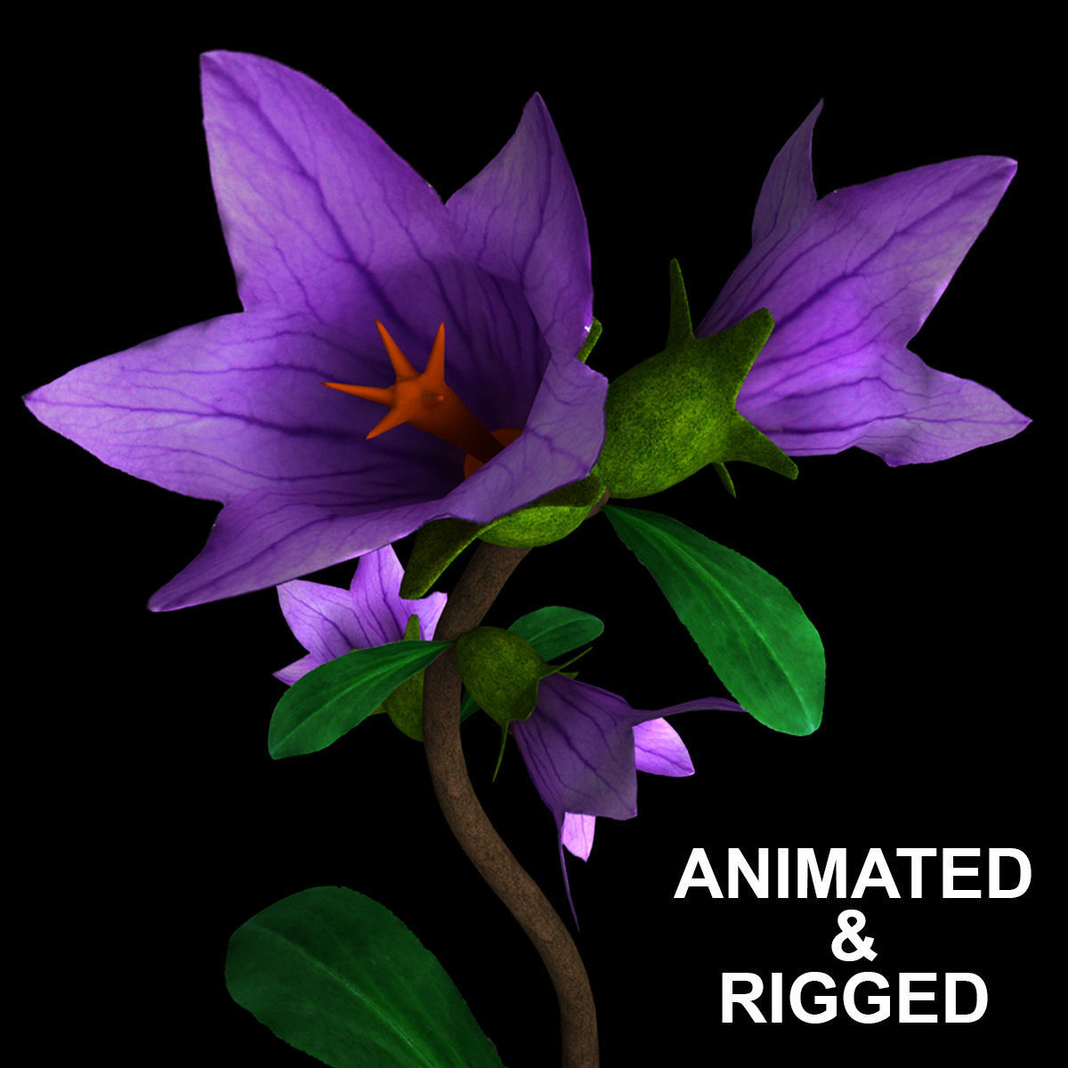 ANIMATED FLOWERS COLLECTION 3D model_8