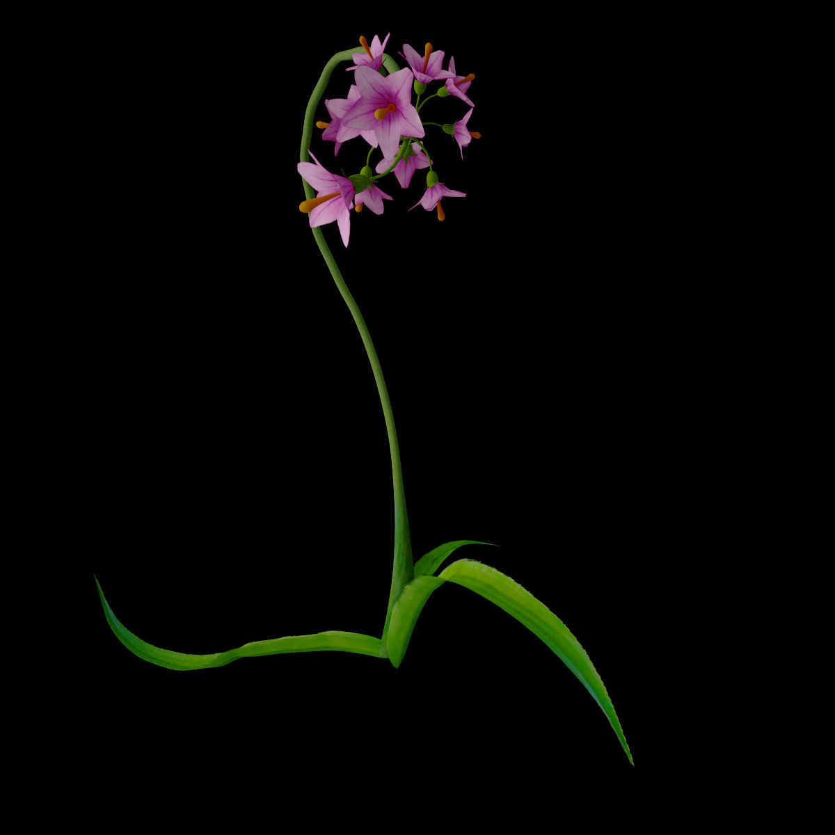 ANIMATED FLOWERS COLLECTION 3D model_18
