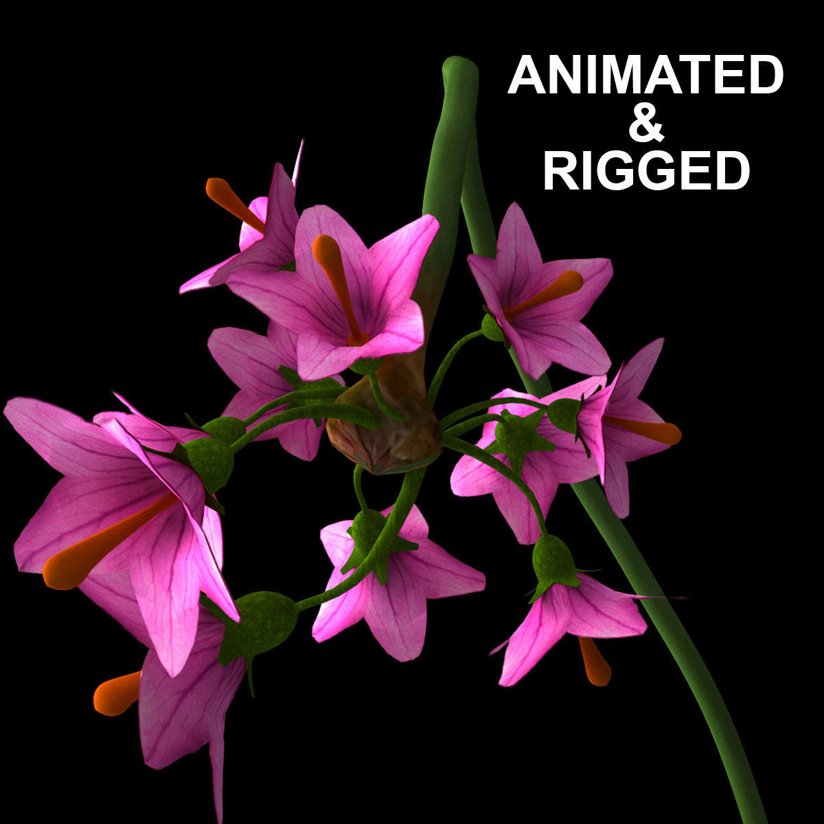 ANIMATED FLOWERS COLLECTION 3D model_2