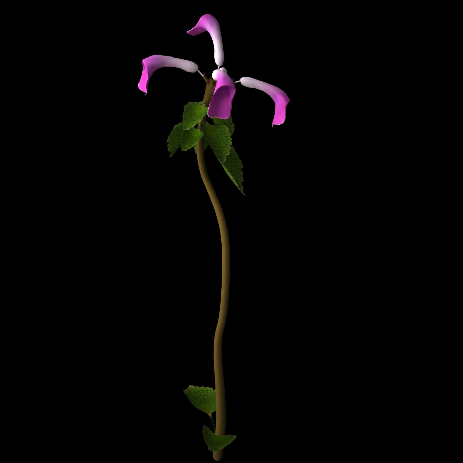 ANIMATED FLOWERS COLLECTION 3D model_48
