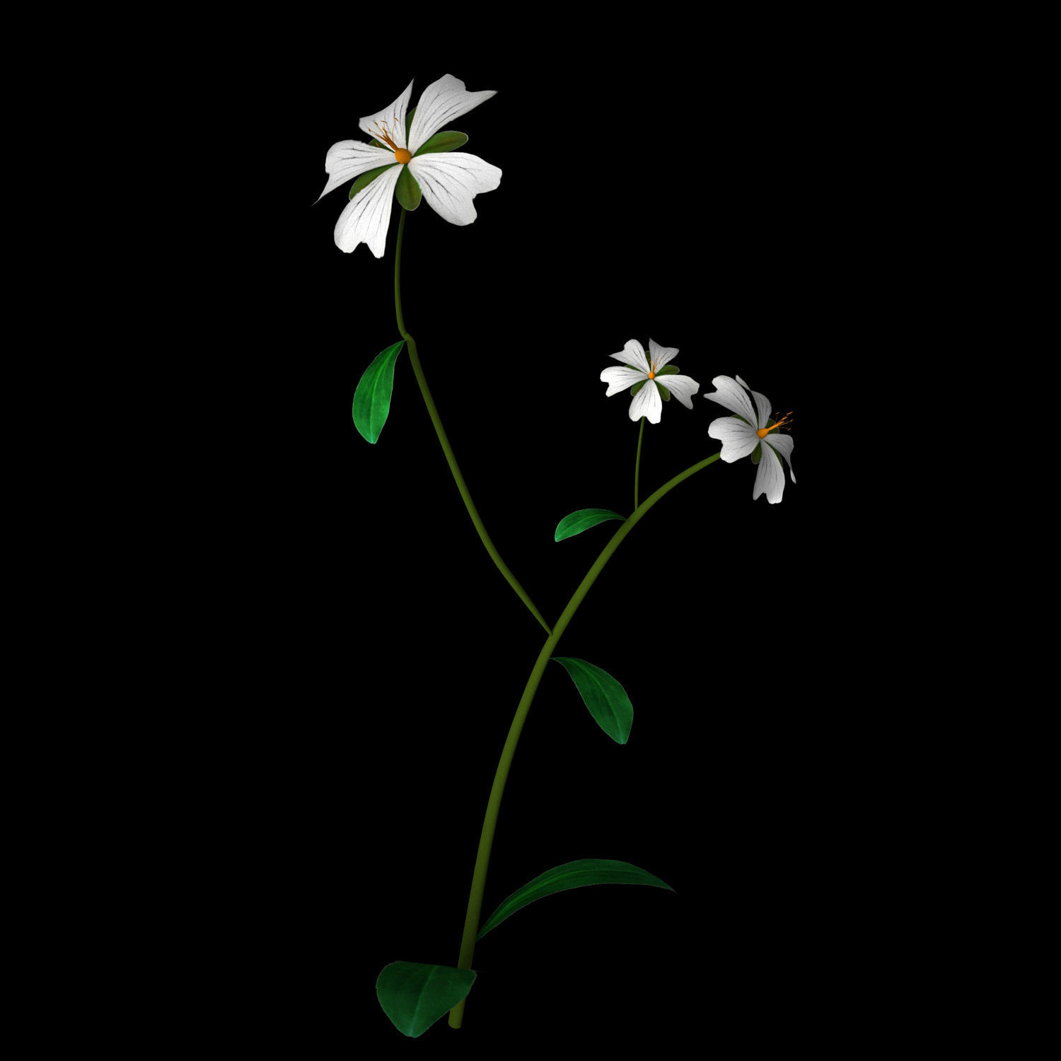 ANIMATED FLOWERS COLLECTION 3D model_36