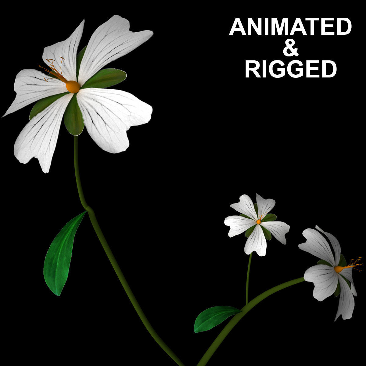 ANIMATED FLOWERS COLLECTION 3D model_6