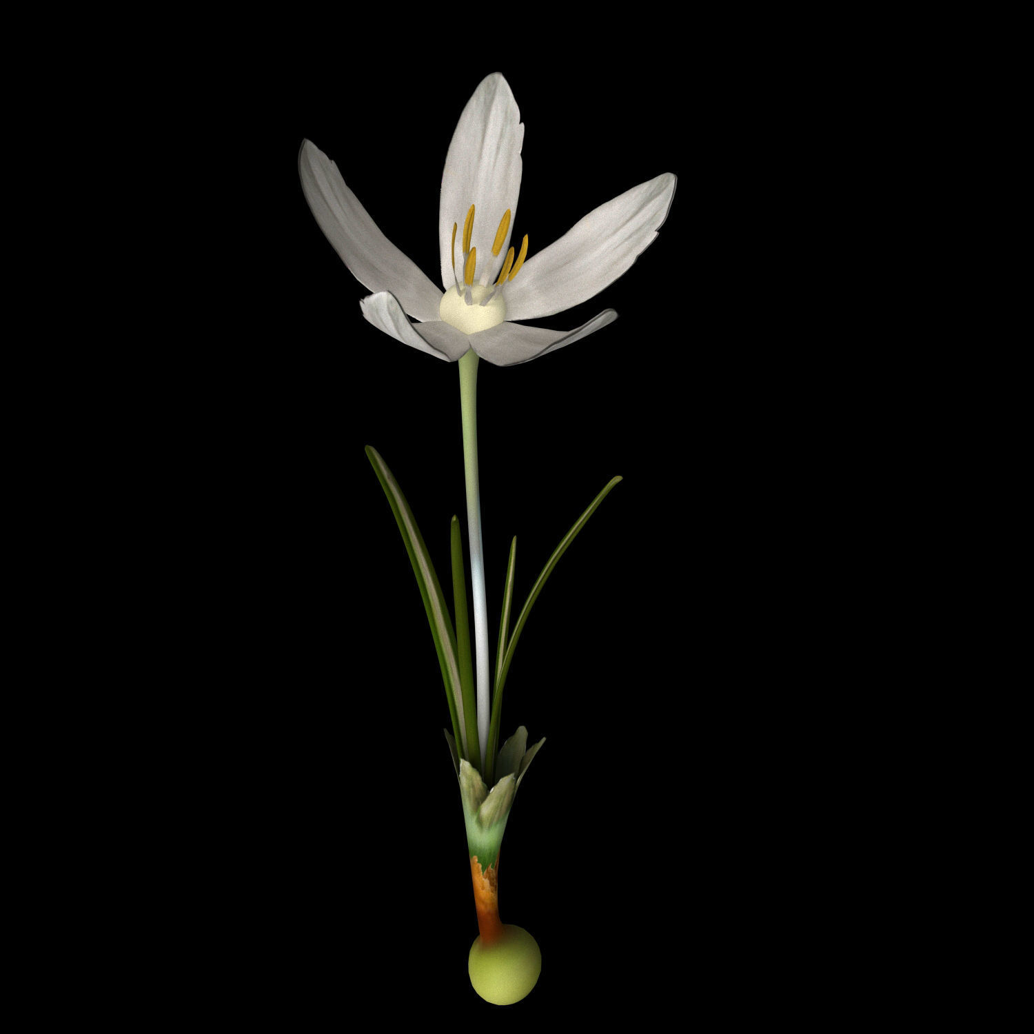 ANIMATED FLOWERS COLLECTION 3D model_11
