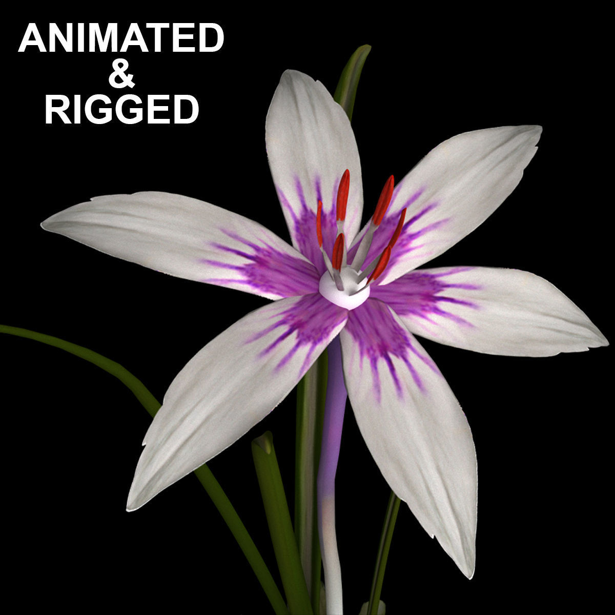 ANIMATED FLOWERS COLLECTION 3D model_8