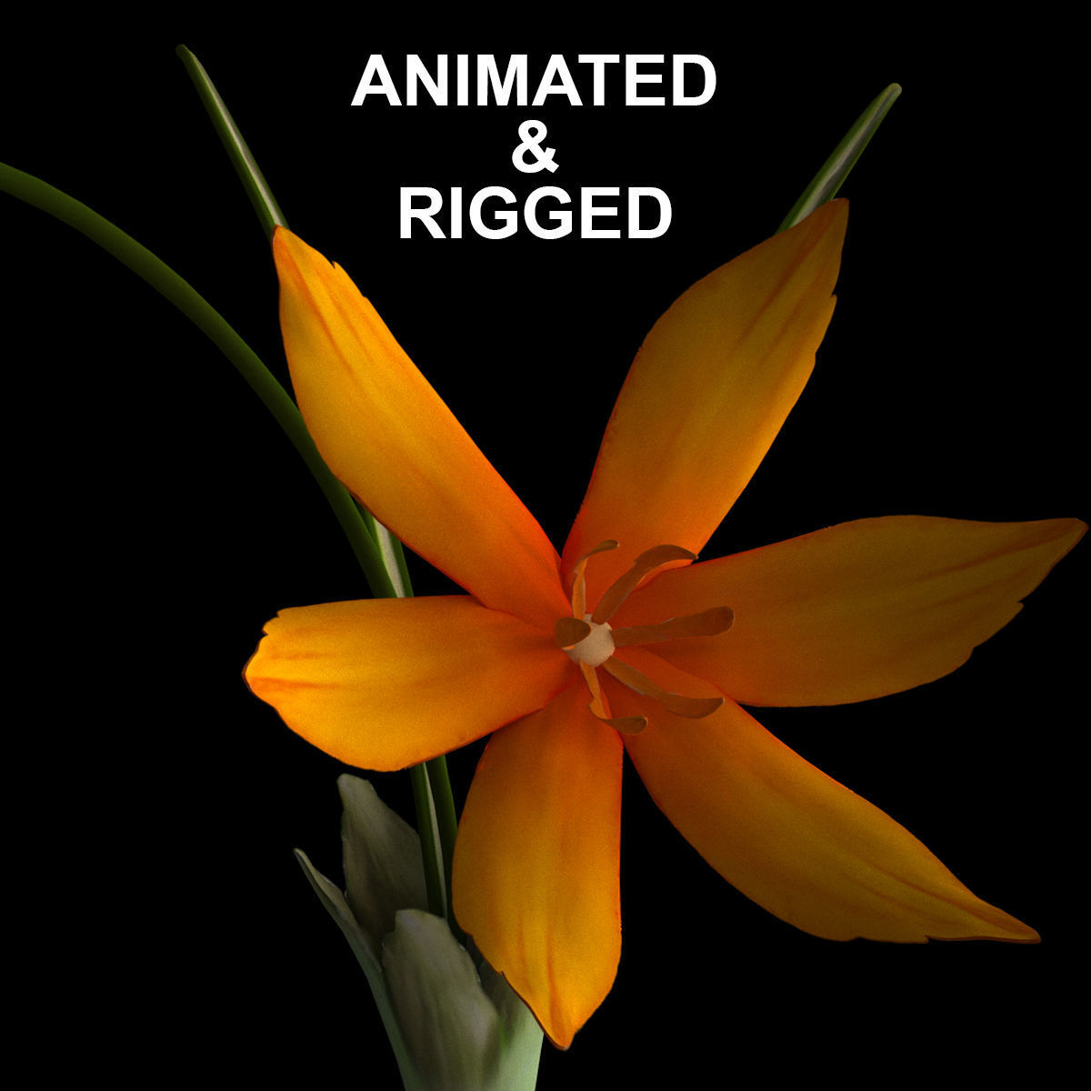 ANIMATED FLOWERS COLLECTION 3D model_6