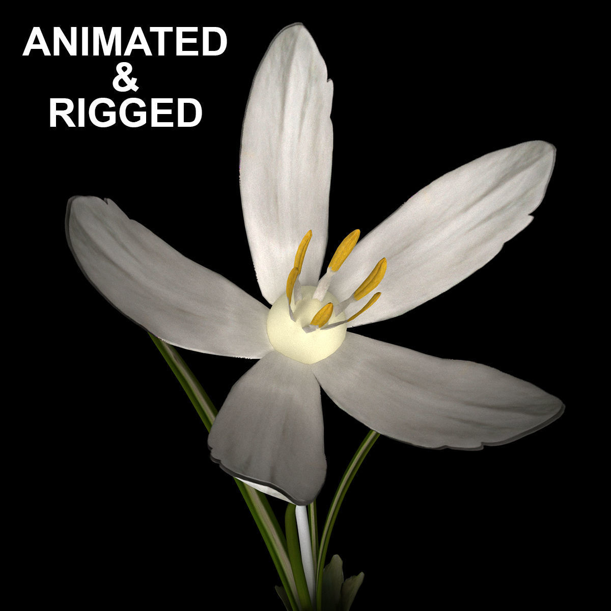 ANIMATED FLOWERS COLLECTION 3D model_4