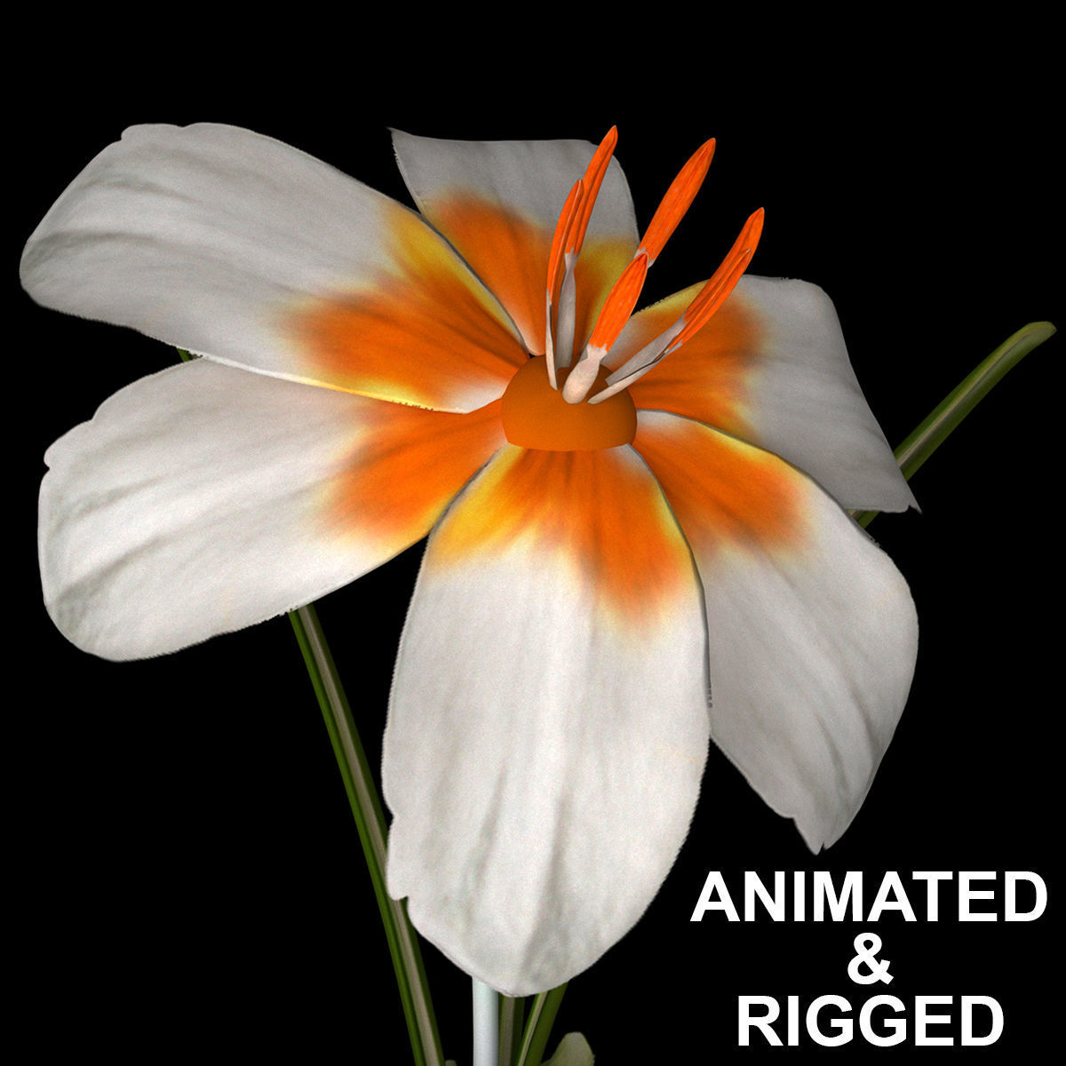 ANIMATED FLOWERS COLLECTION 3D model_9