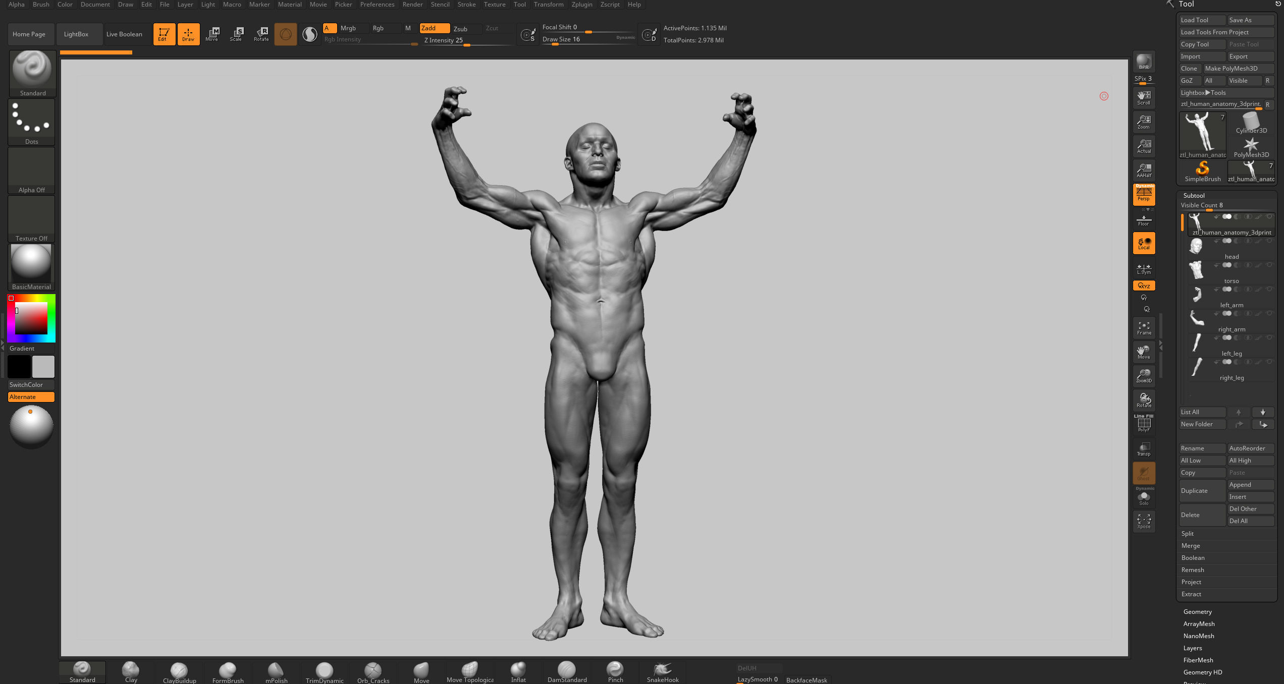 Human Anatomy v2 3D model_13