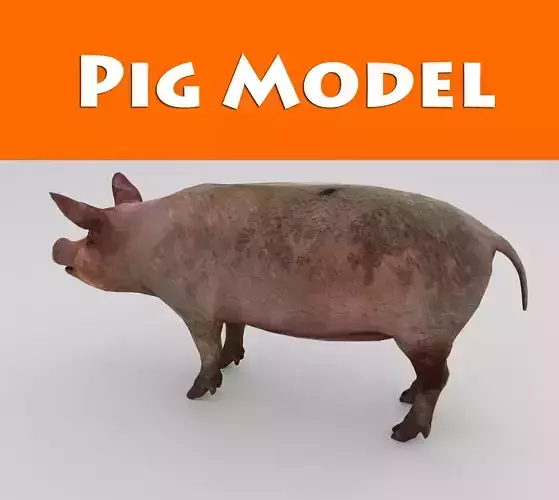 Wild Pig low poly 3D model