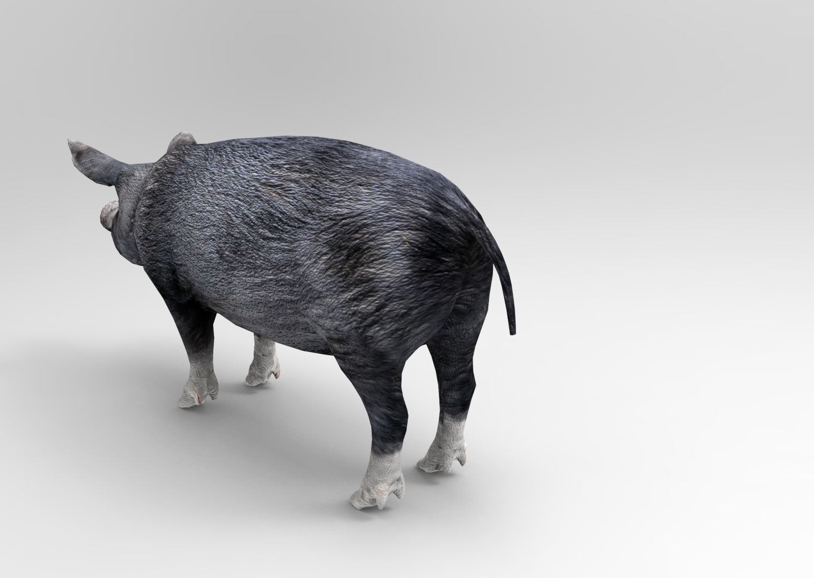 3D Black Wild Pig game ready low poly  Low-poly 3D model_11