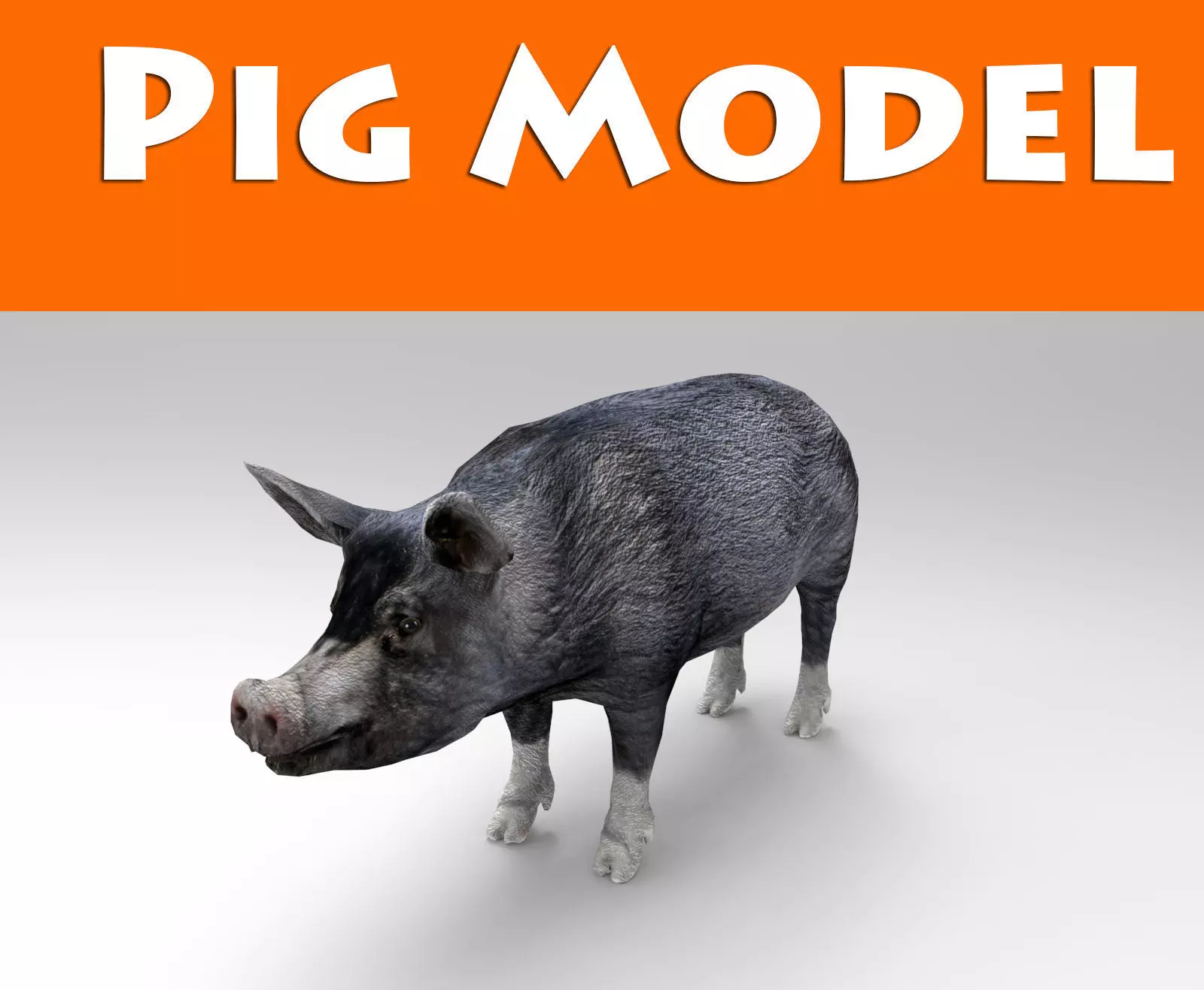 3D Black Wild Pig game ready low poly  Low-poly 3D model_0