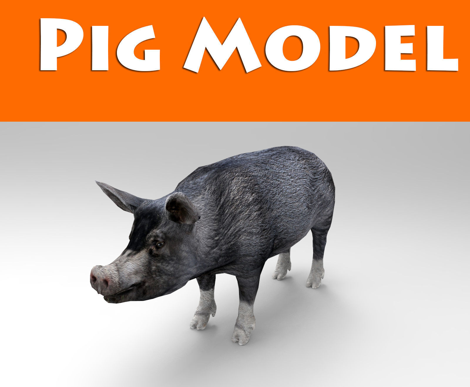 3D Black Wild Pig game ready low poly