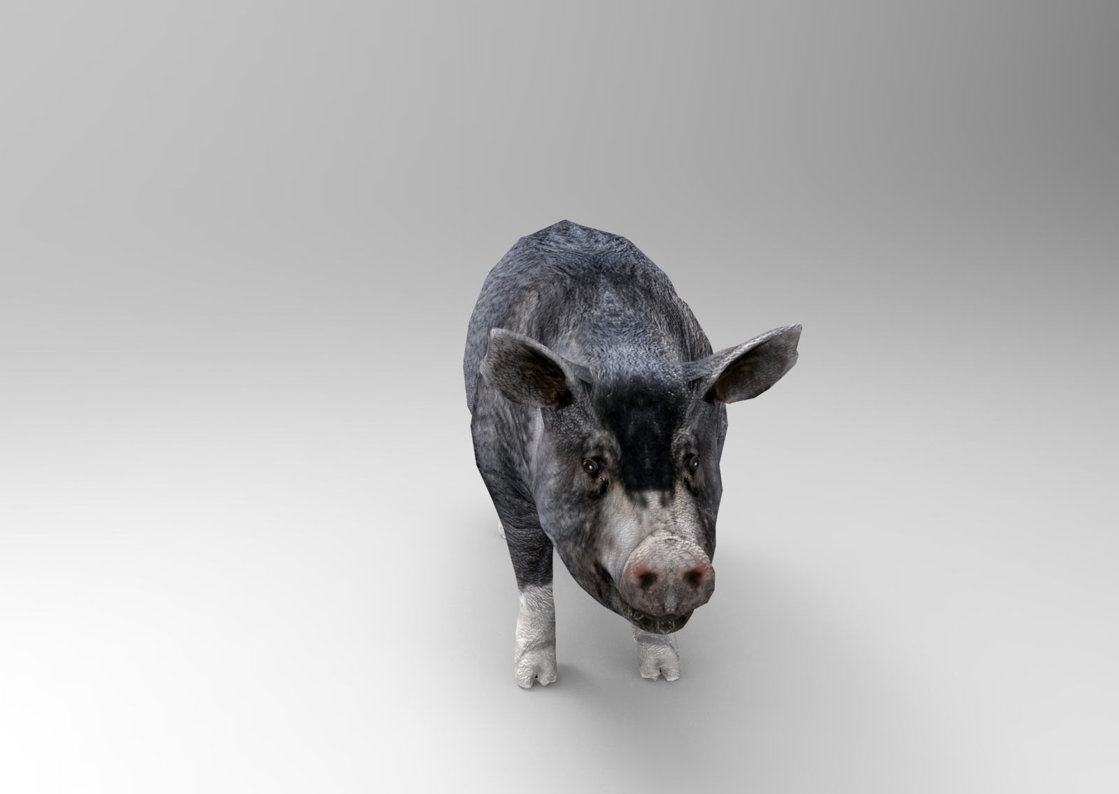 3D Black Wild Pig game ready low poly  Low-poly 3D model_2