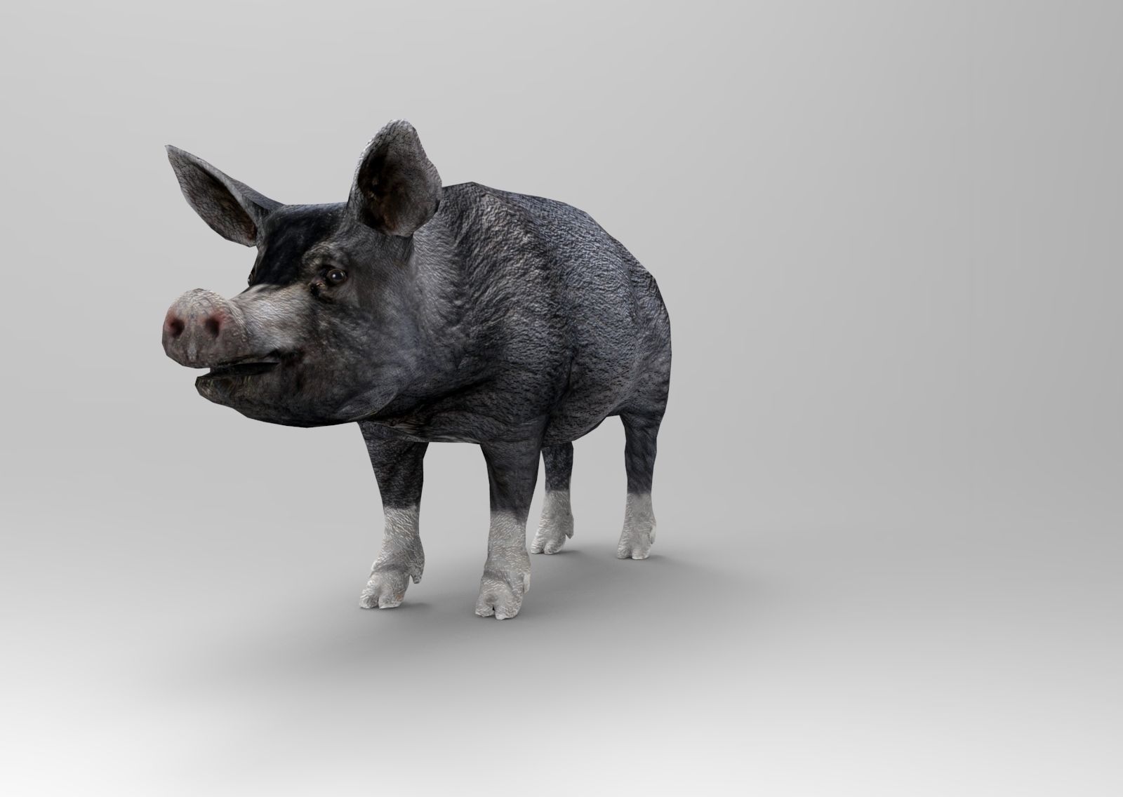 3D Black Wild Pig game ready low poly  Low-poly 3D model_16