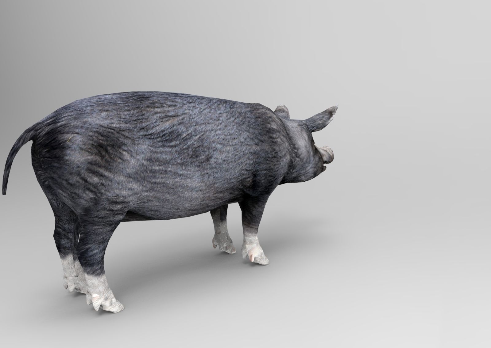 3D Black Wild Pig game ready low poly  Low-poly 3D model_8