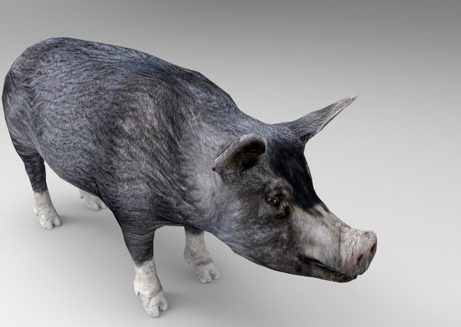 3D Black Wild Pig game ready low poly  Low-poly 3D model_17