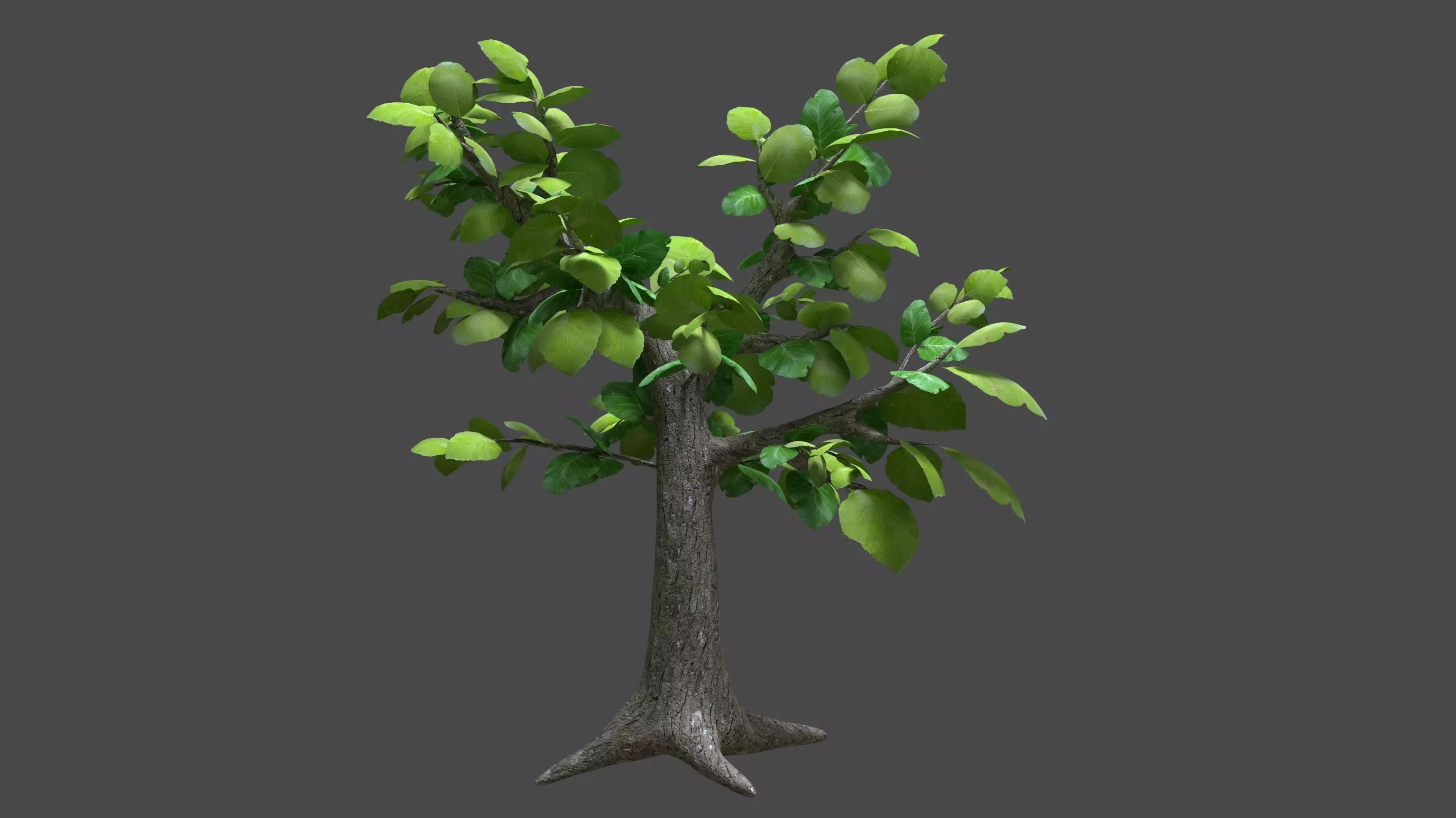 Sagwan tree Low-poly 3D model_0