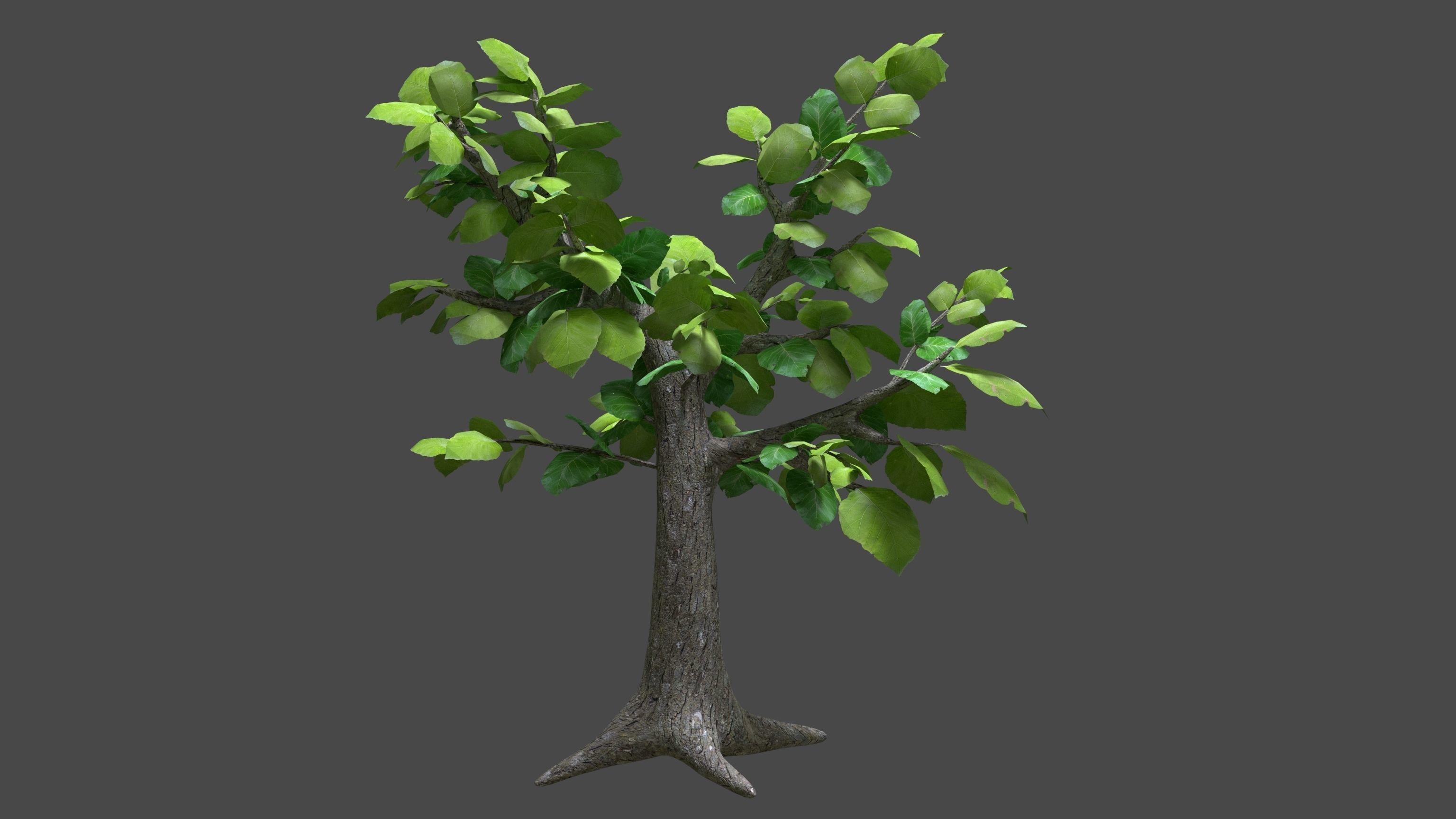 Sagwan tree Low-poly 3D model_5