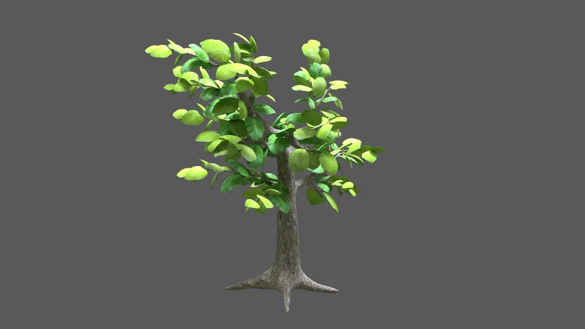 Sagwan tree Low-poly 3D model_2