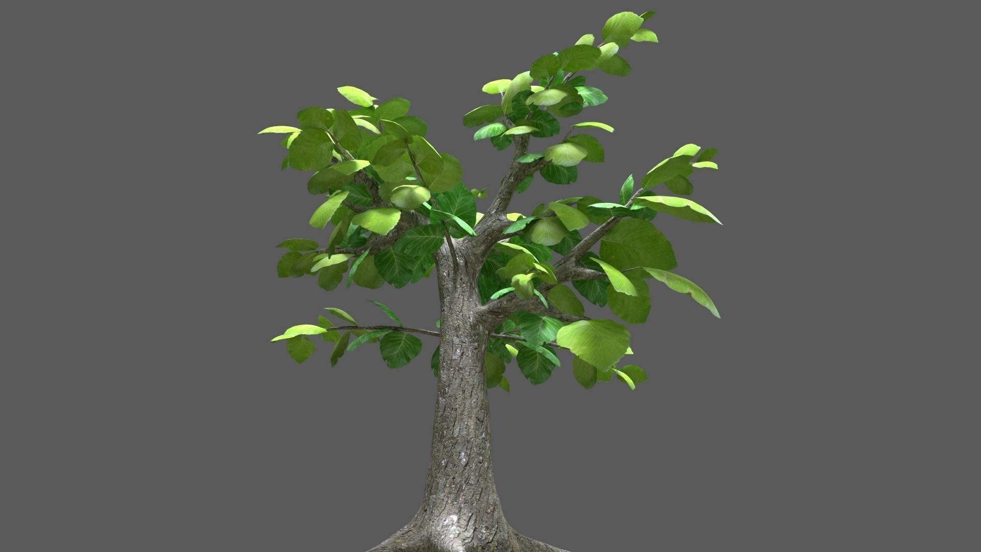 Sagwan tree Low-poly 3D model_3