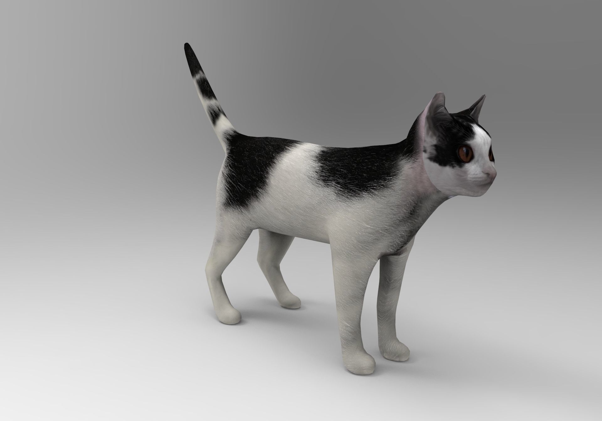 White Black Cat model 3D Low-poly 3D model_1