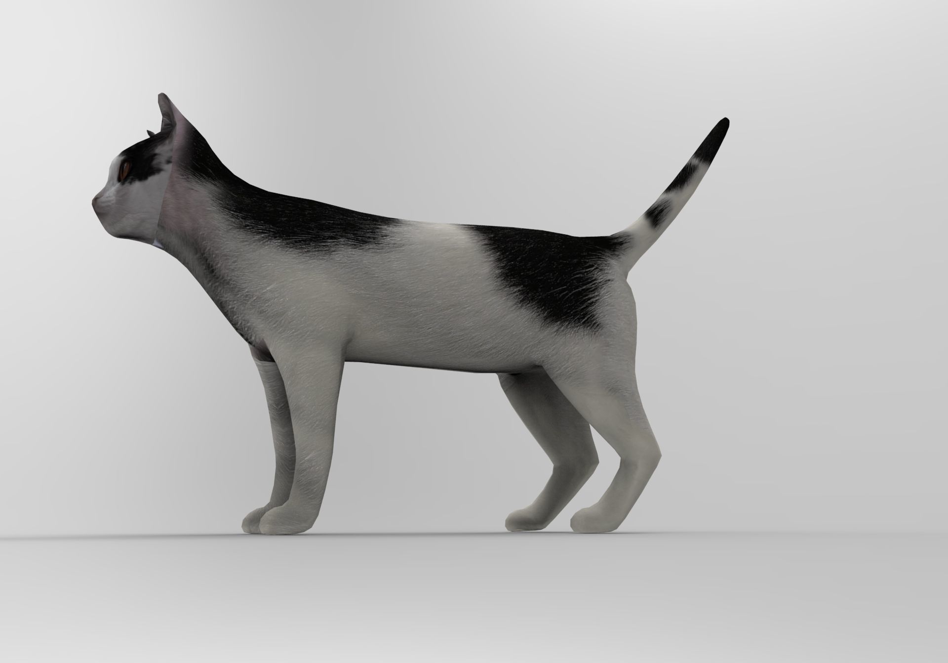 White Black Cat model 3D Low-poly 3D model_6
