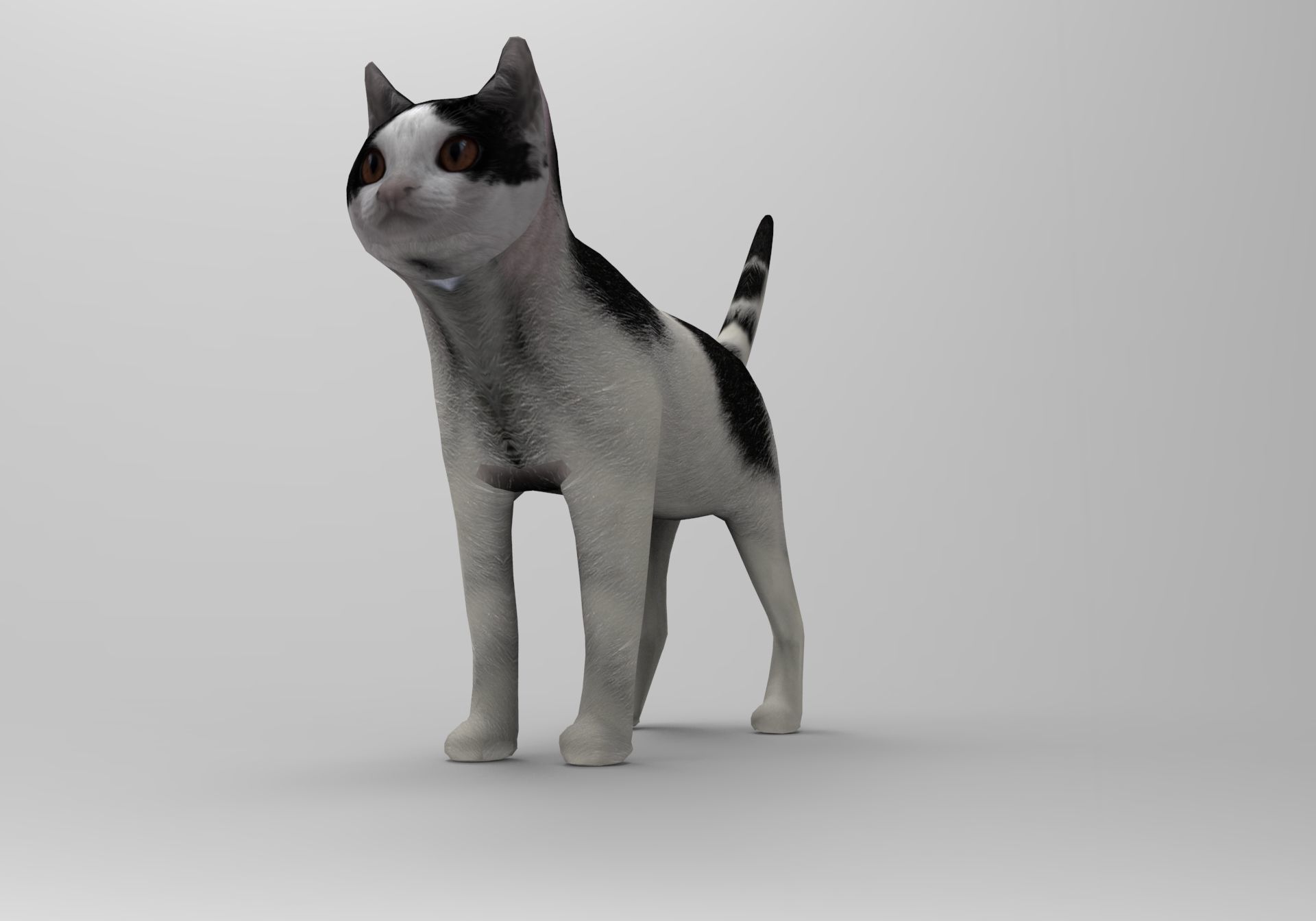 White Black Cat model 3D Low-poly 3D model_7