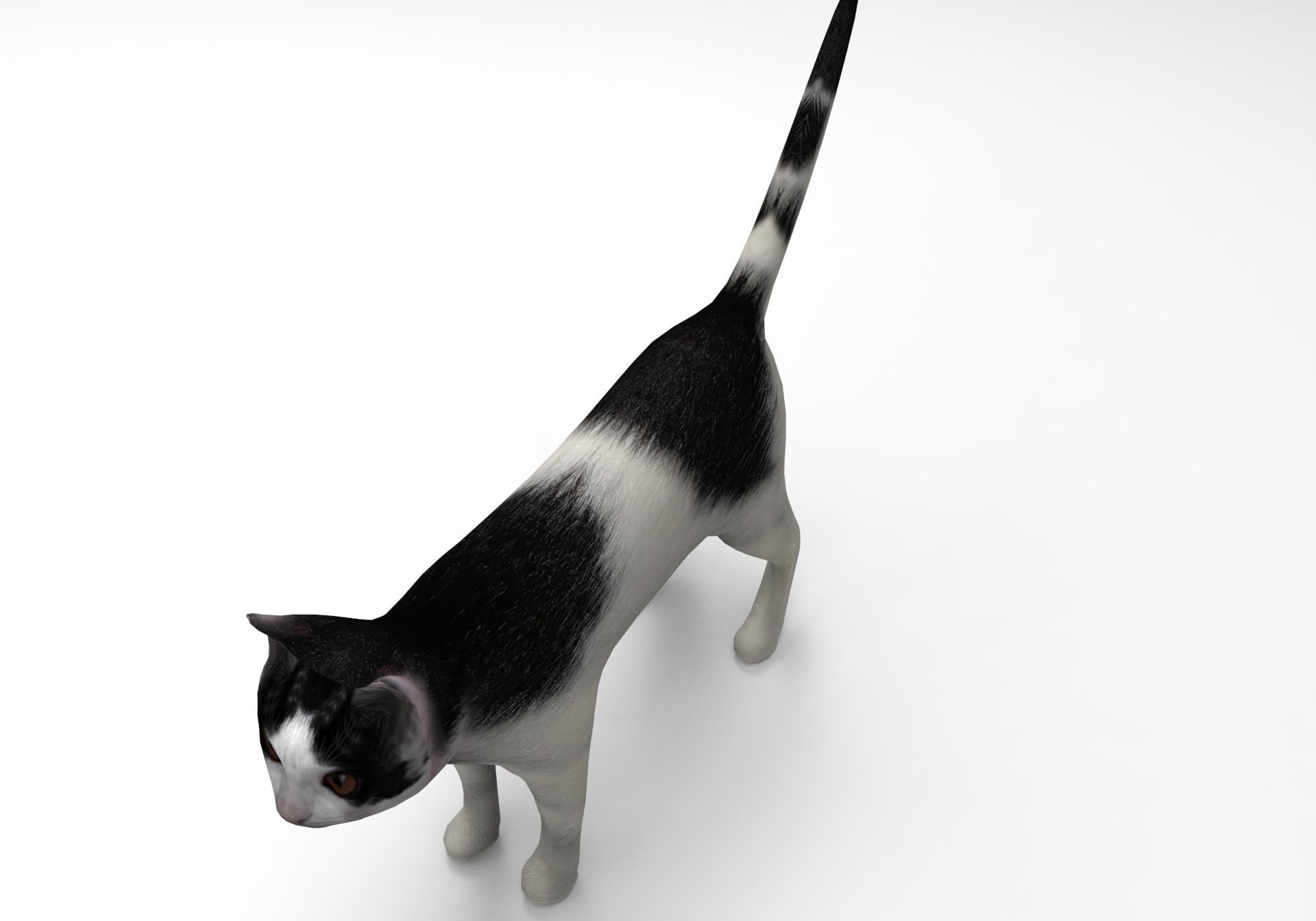 White Black Cat model 3D Low-poly 3D model_9