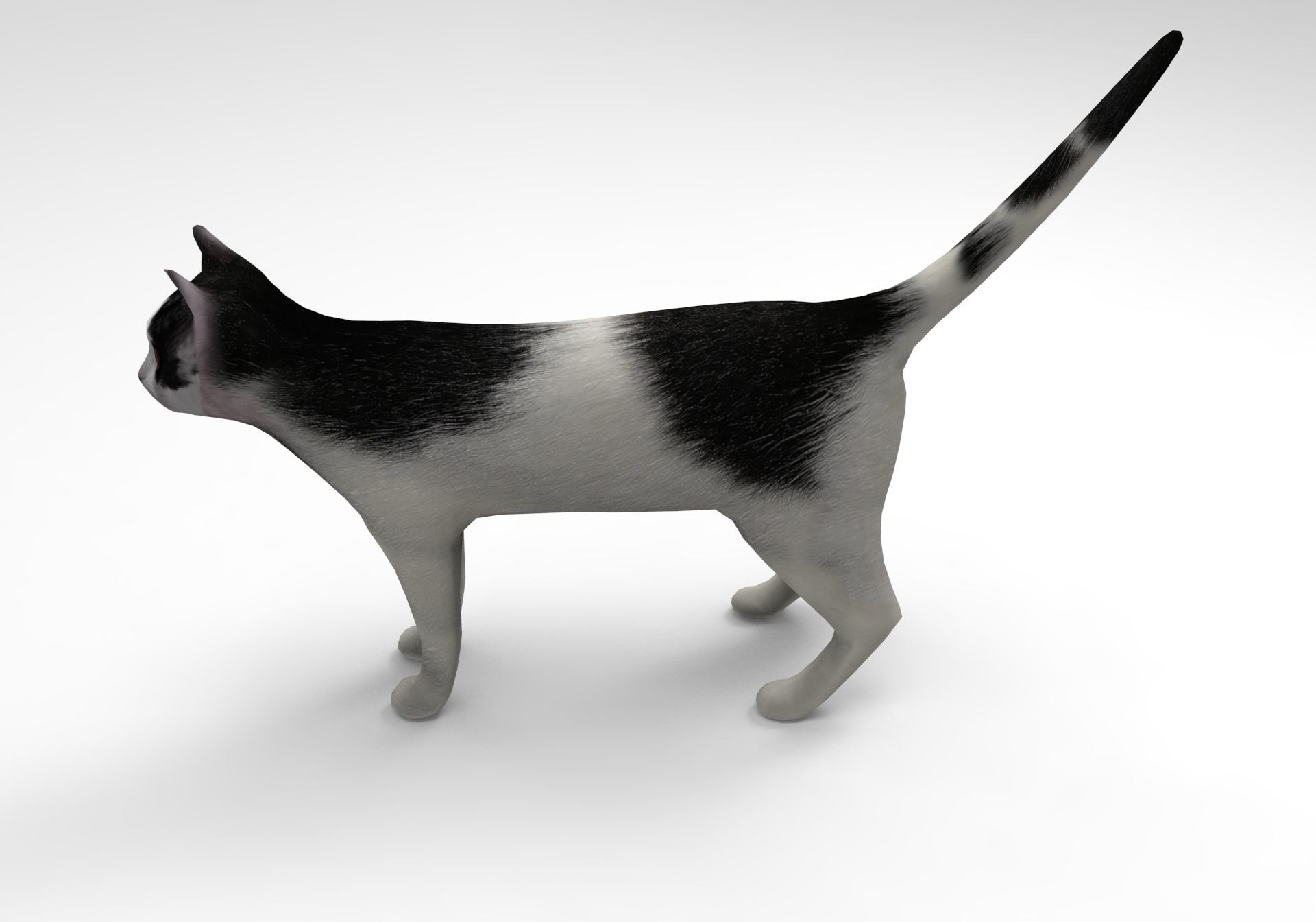 White Black Cat model 3D Low-poly 3D model_5