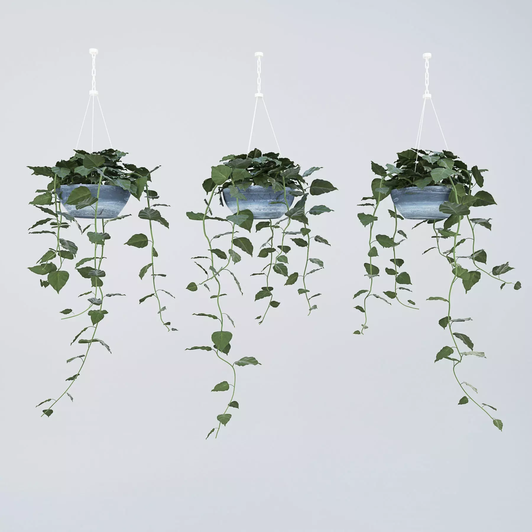 hanging plant 3D model