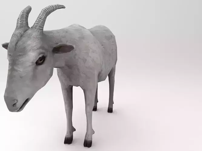 3D White Goat low poly Model 