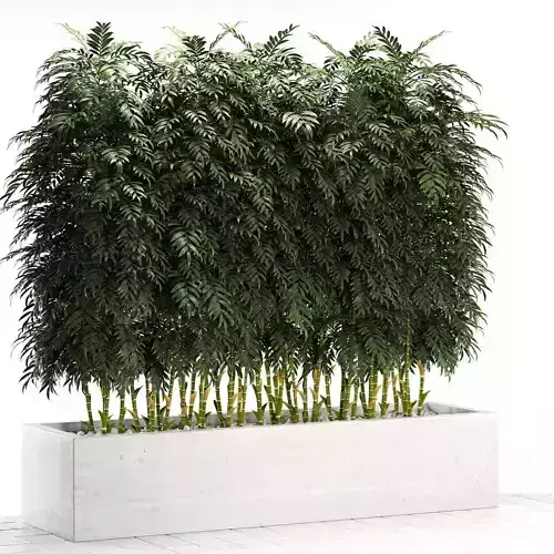 bamboo plants 280
