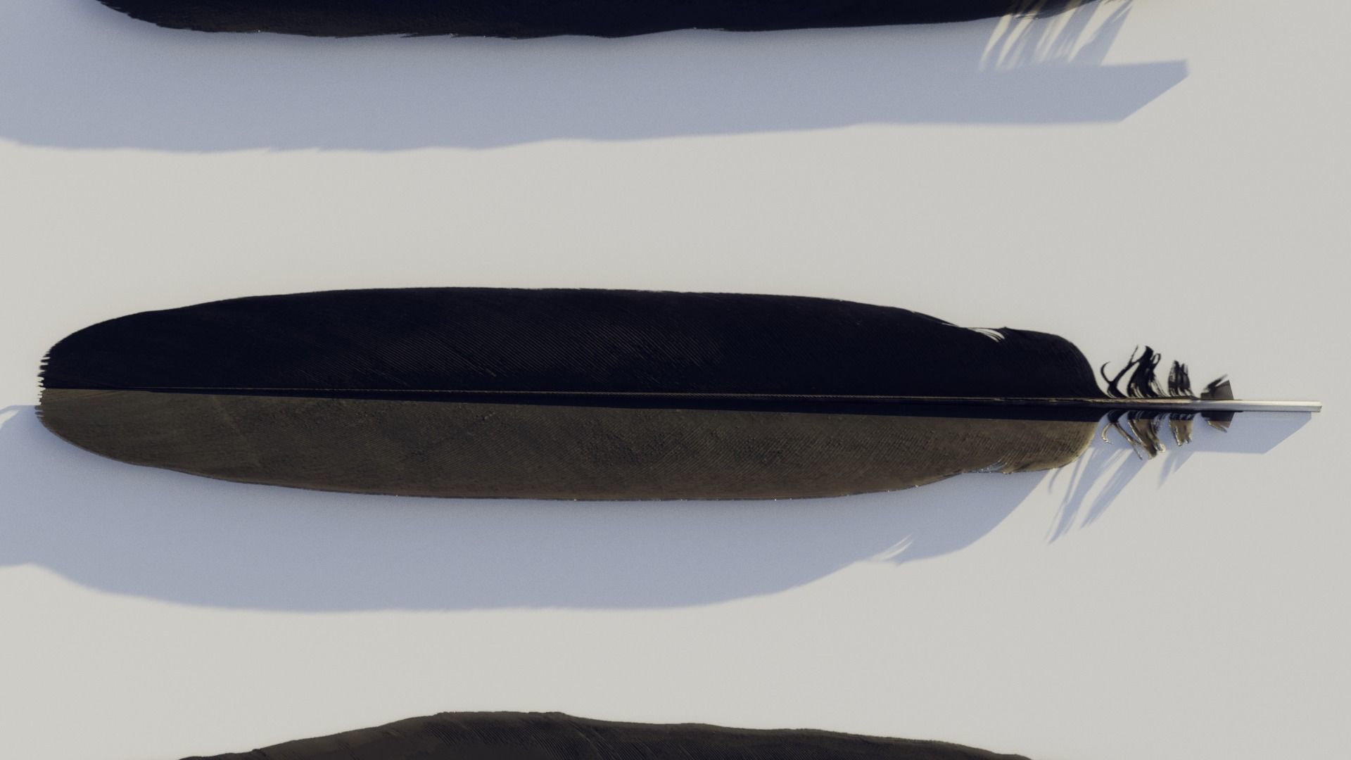 feathers - photoscanned Low-poly 3D model_6