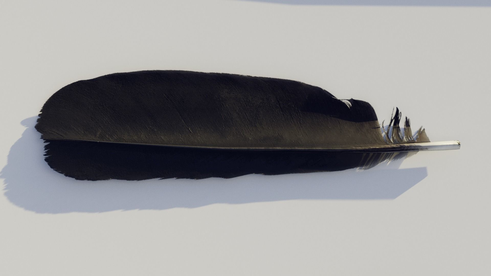 feathers - photoscanned Low-poly 3D model_4