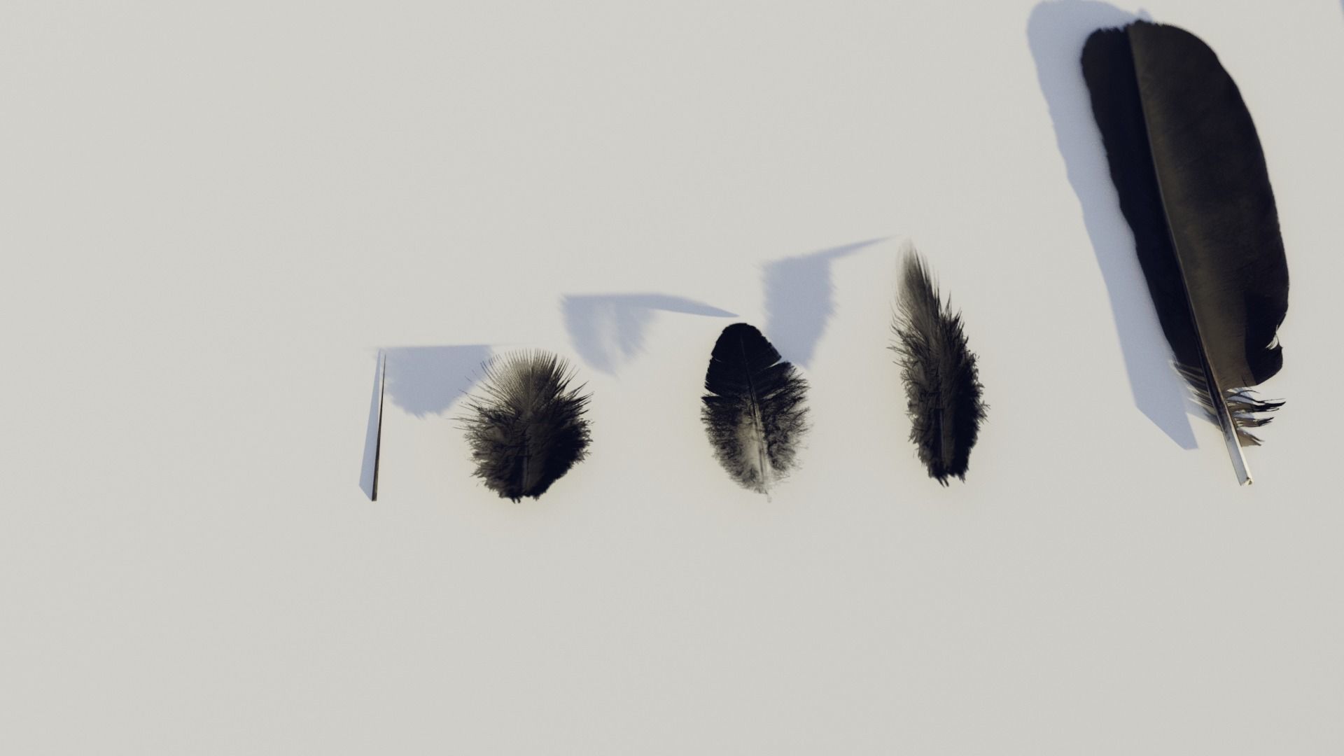feathers - photoscanned Low-poly 3D model_10