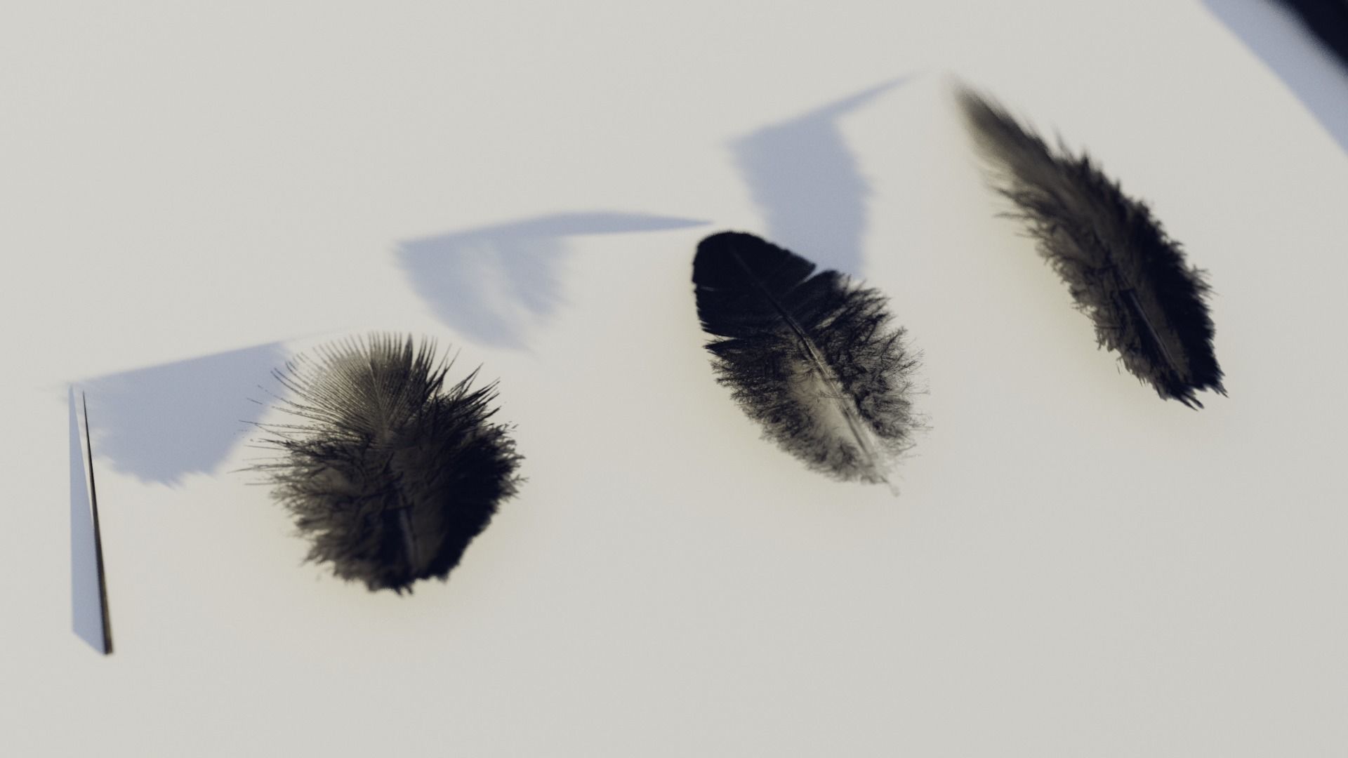 feathers - photoscanned Low-poly 3D model_11