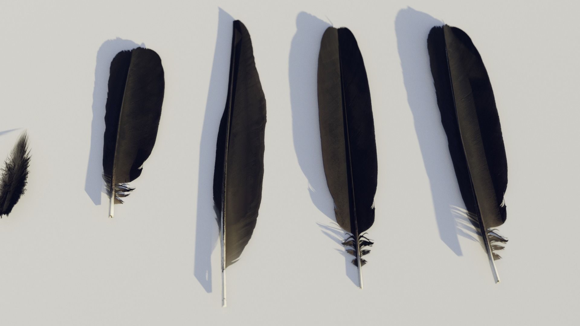 feathers - photoscanned Low-poly 3D model_9
