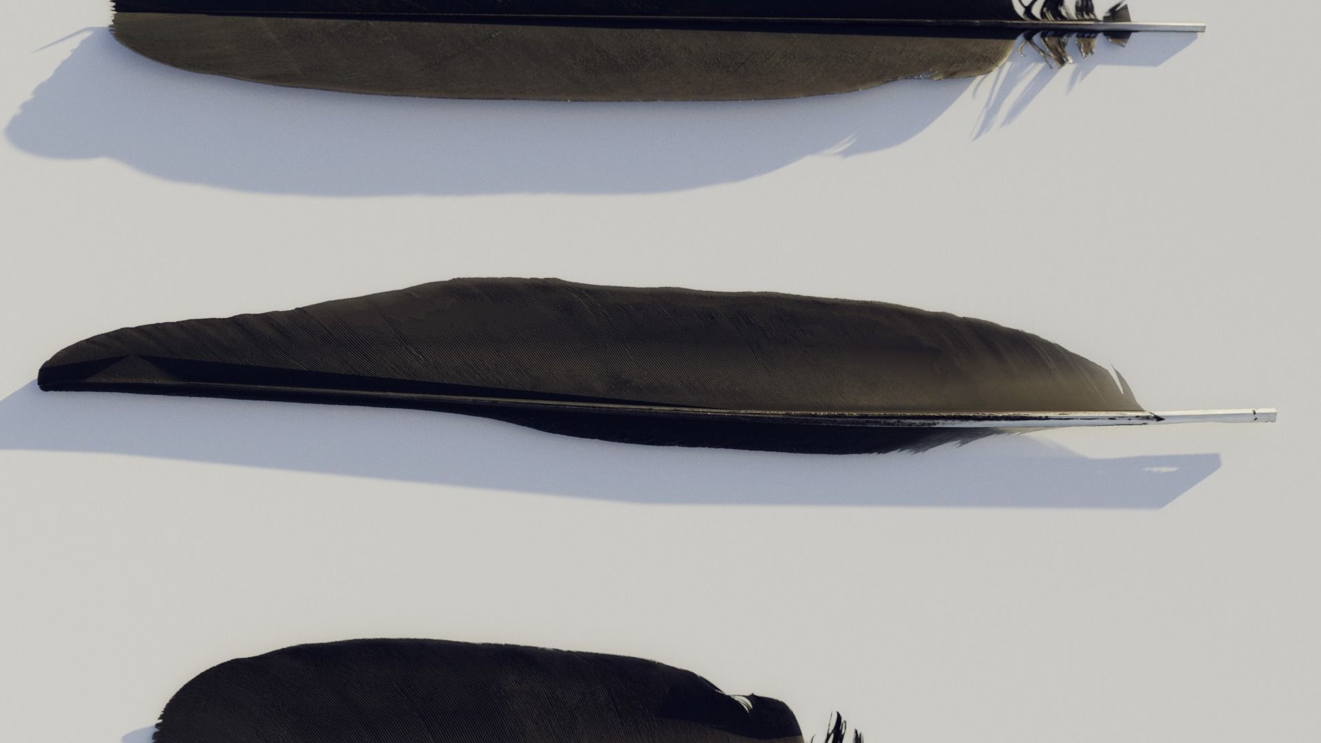 feathers - photoscanned Low-poly 3D model_1