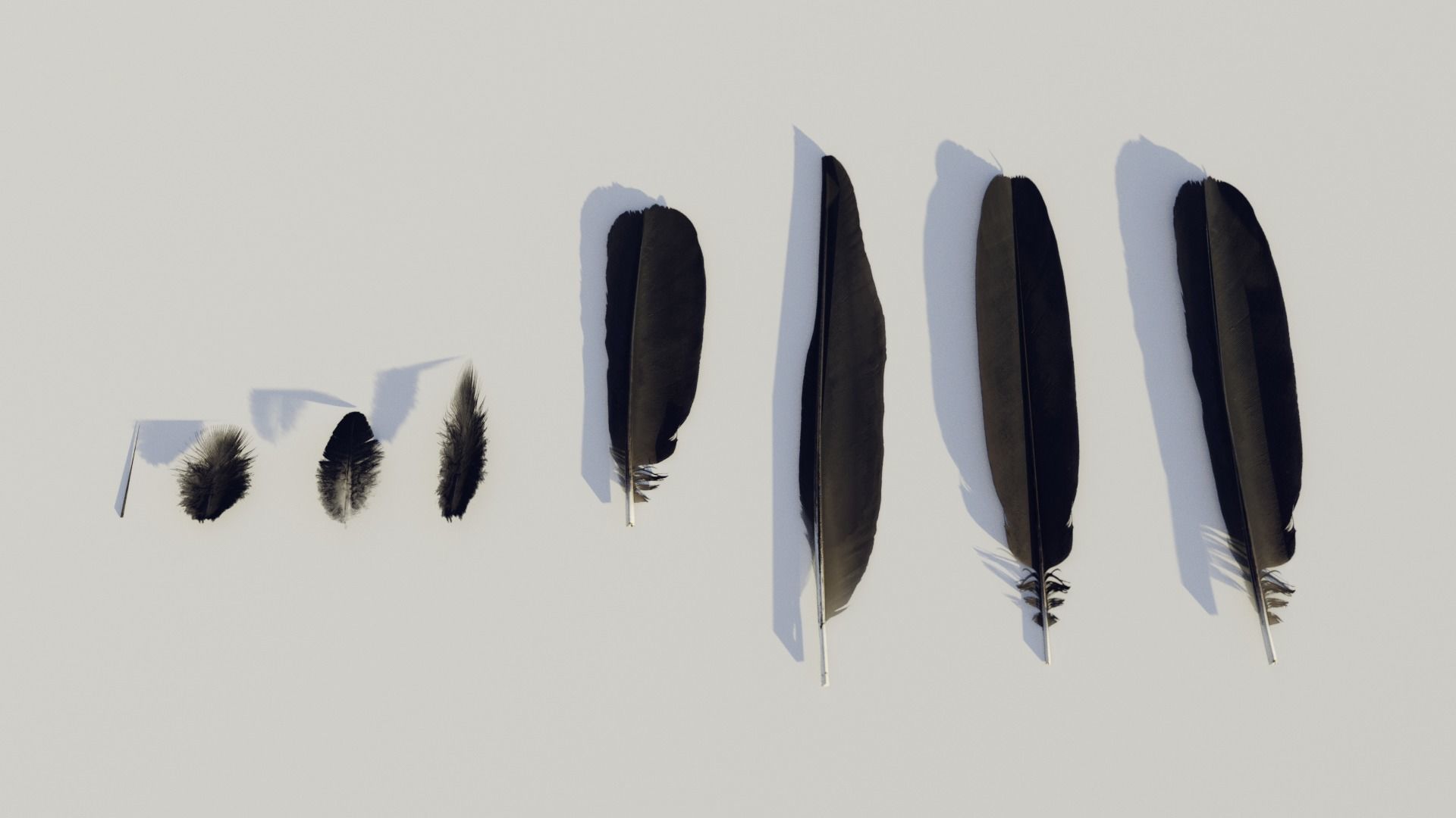 feathers - photoscanned Low-poly 3D model_3