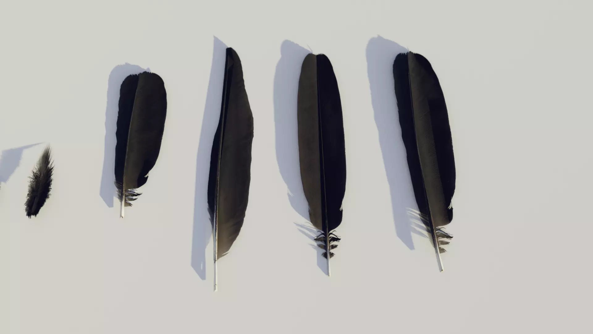feathers - photoscanned Low-poly 3D model_0