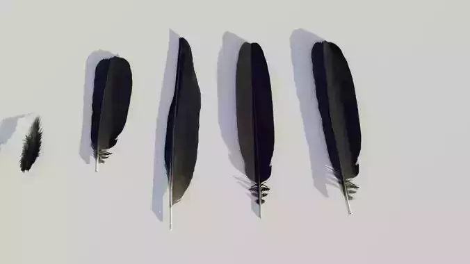feathers - photoscanned Low-poly 3D model