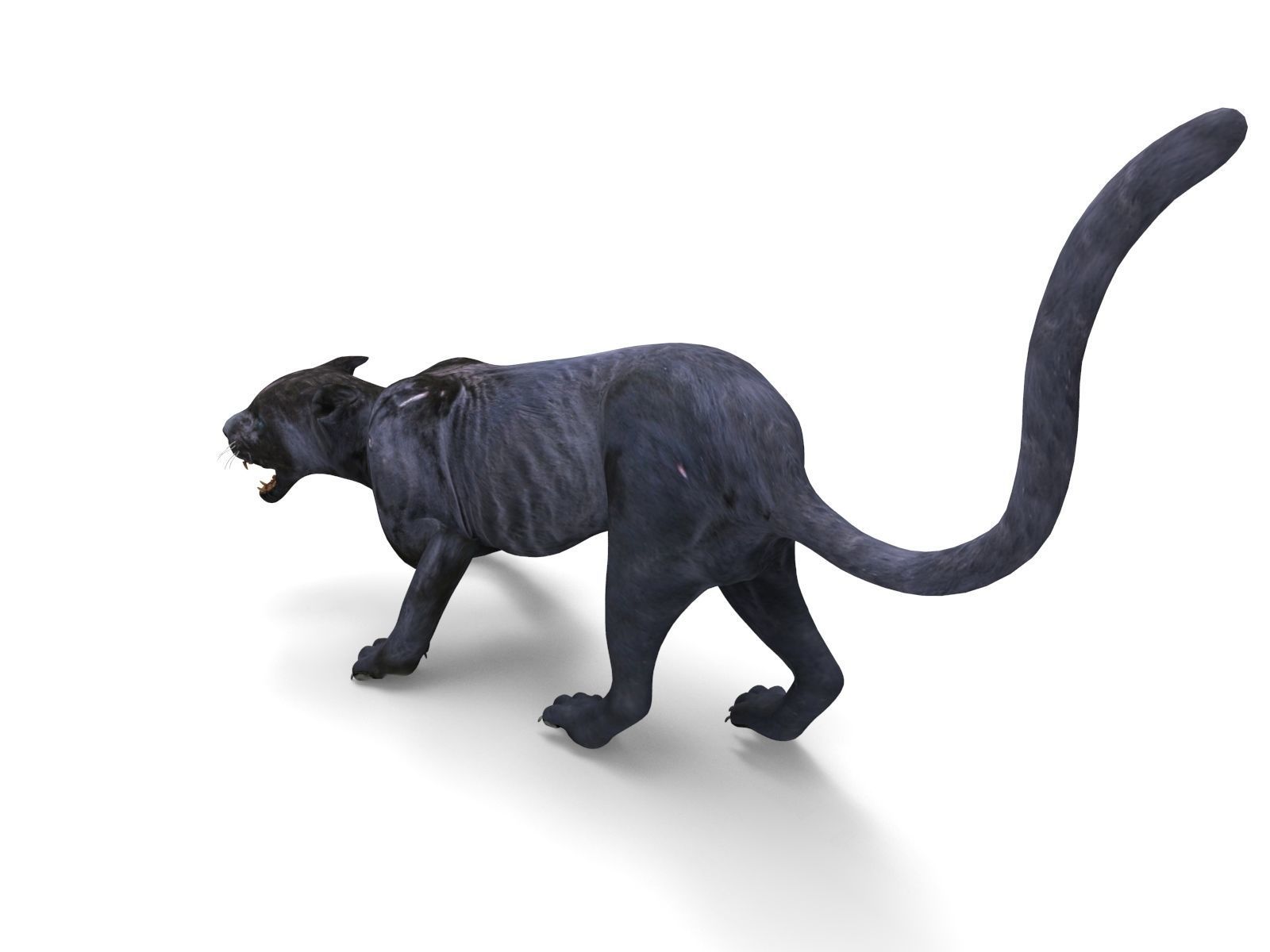 3d Wild Black Panther Rigged Model Low-poly 3D model_9