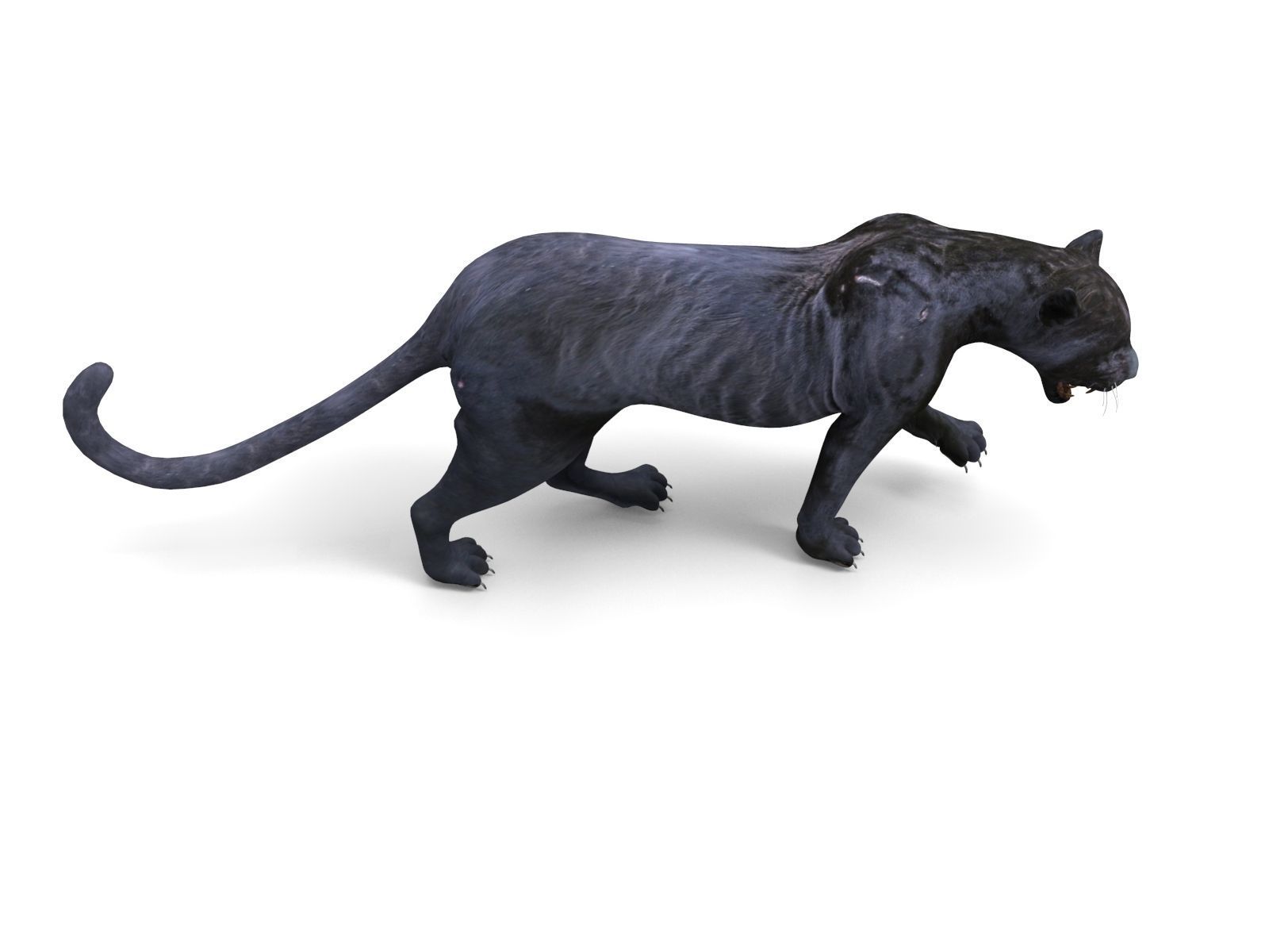 3d Wild Black Panther Rigged Model Low-poly 3D model_5
