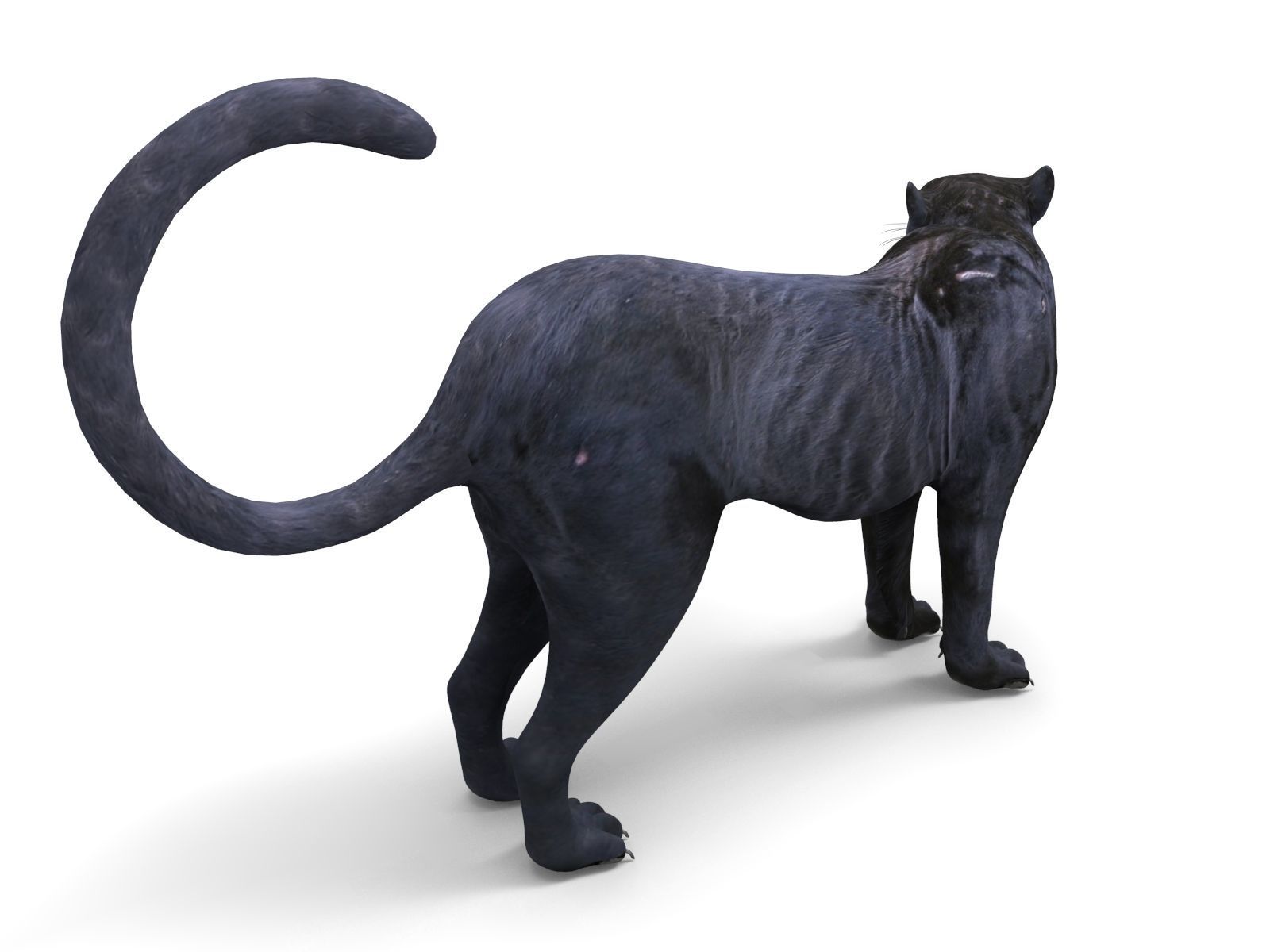 3d Wild Black Panther Rigged Model Low-poly 3D model_17