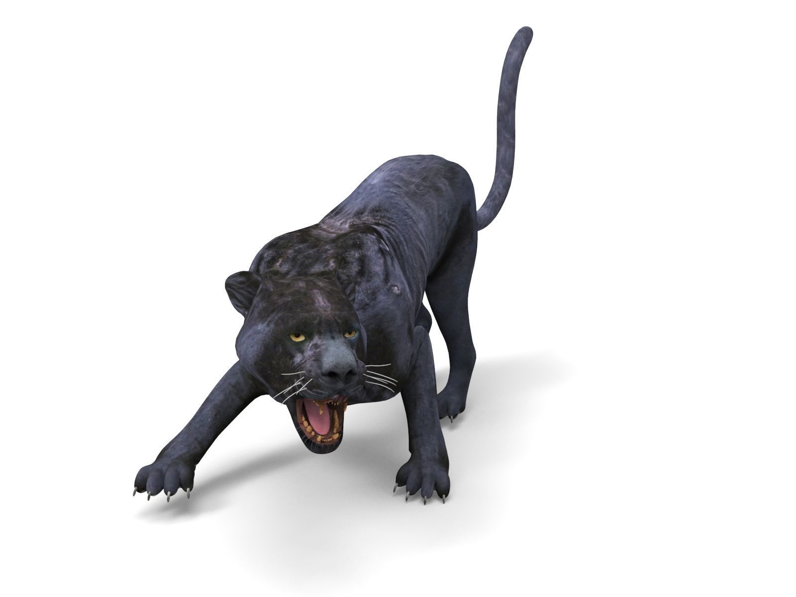 3d Wild Black Panther Rigged Model Low-poly 3D model_7