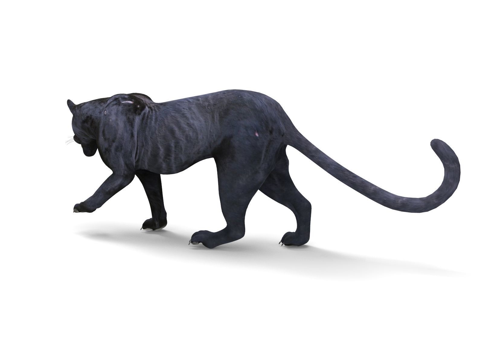 3d Wild Black Panther Rigged Model Low-poly 3D model_3